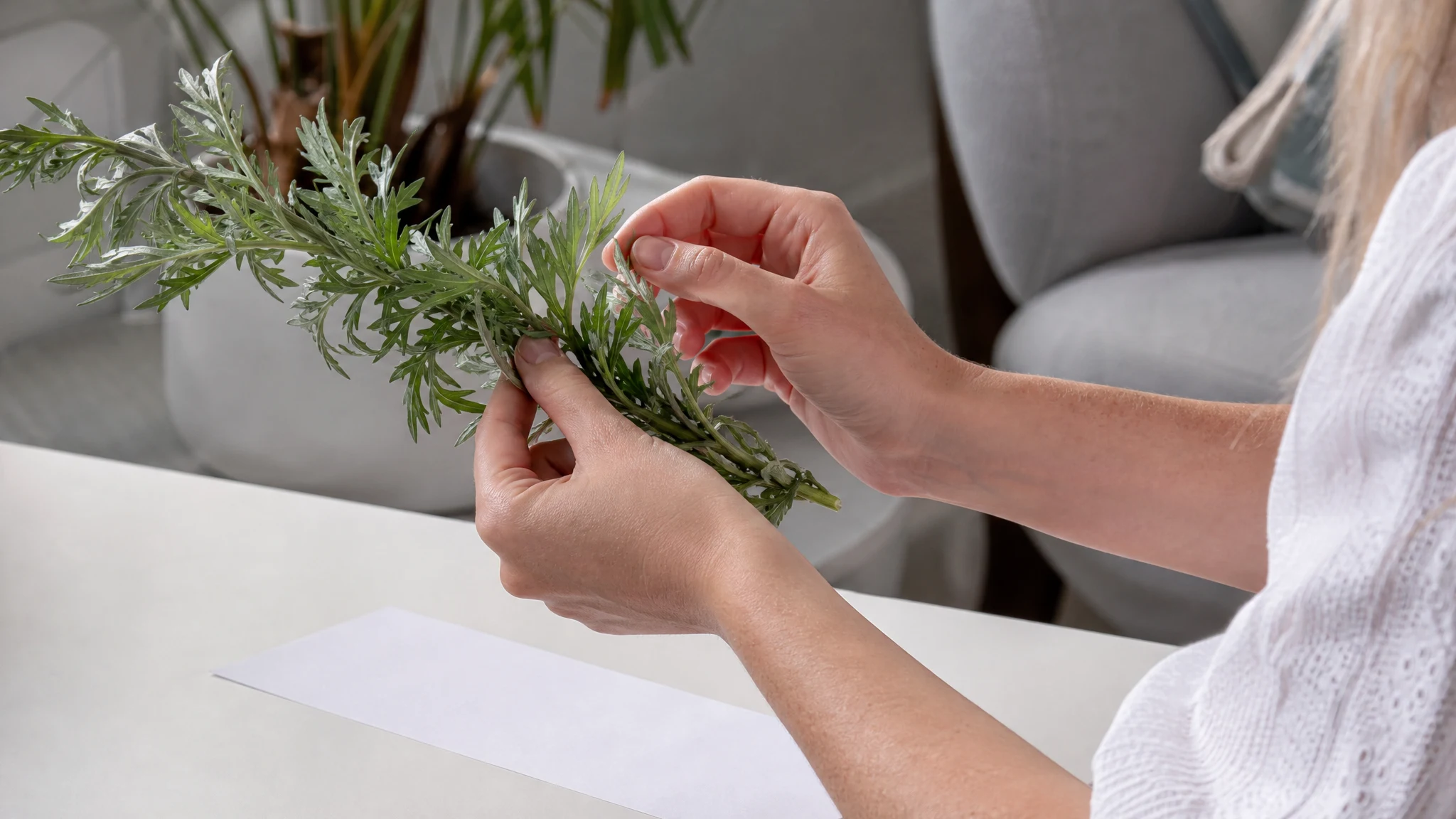 Armoise Oil in Perfumery: Which Artemisia Is on the Label?