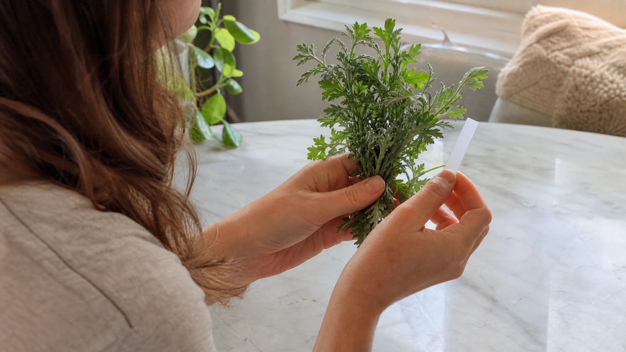 How to Spot Pure Mugwort Oil: Quality Checks Before You Pay