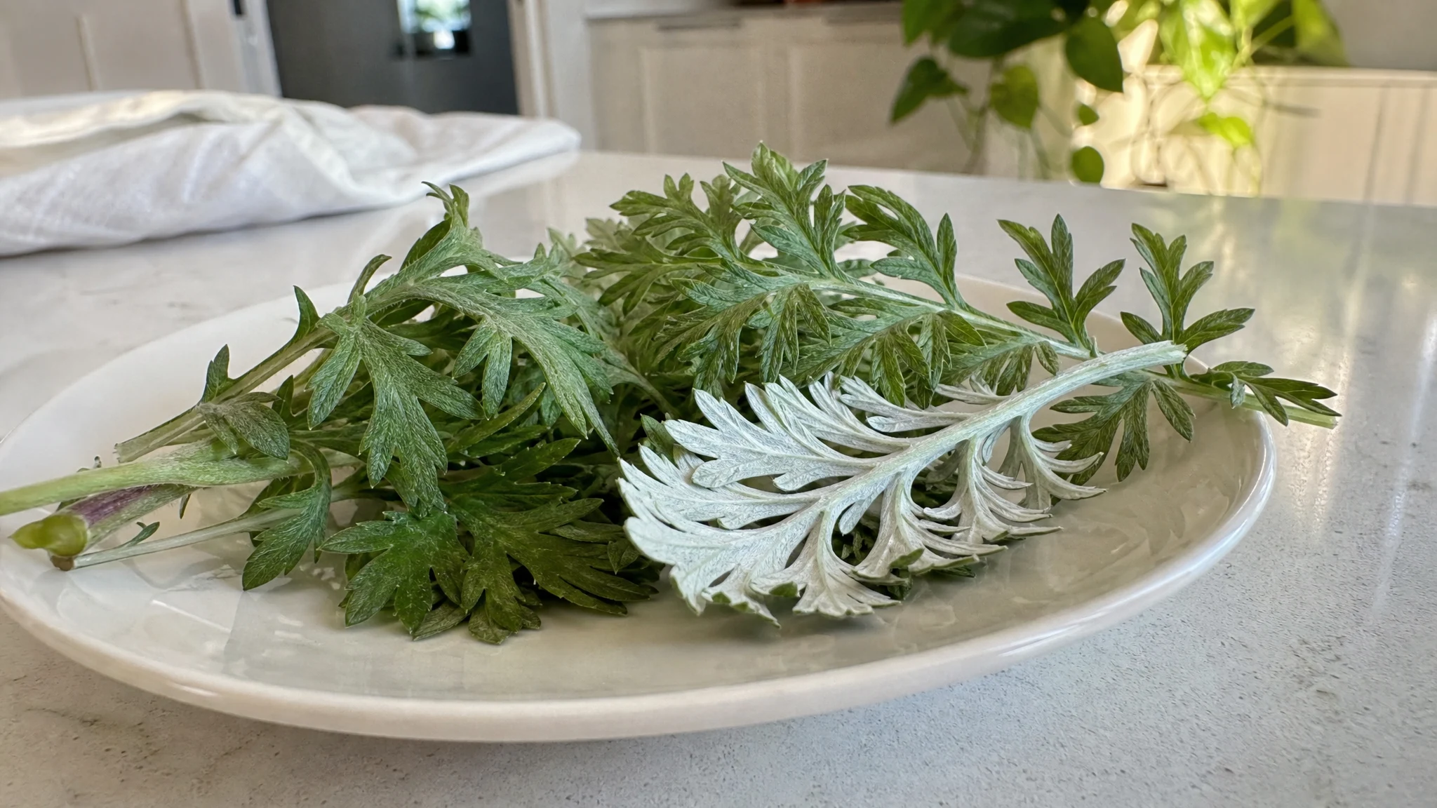 Mugwort Oil Composition: What Published Analyses Show