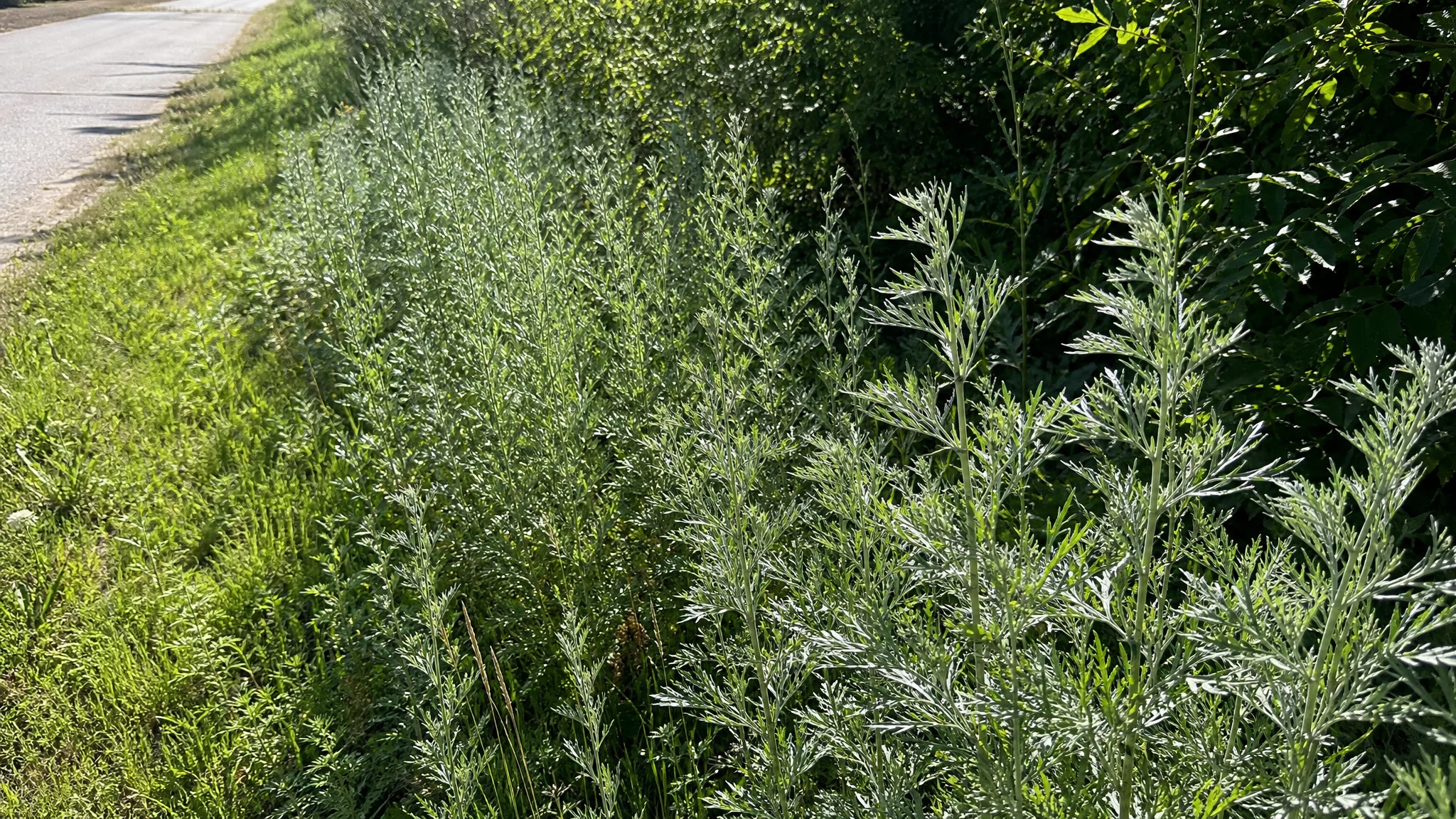 Organic vs Wildcrafted vs Conventional Mugwort Oil